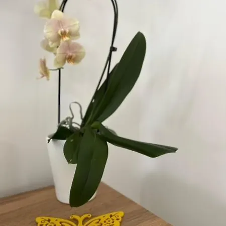 Apartma Ela Apartment Zgornje Gorje